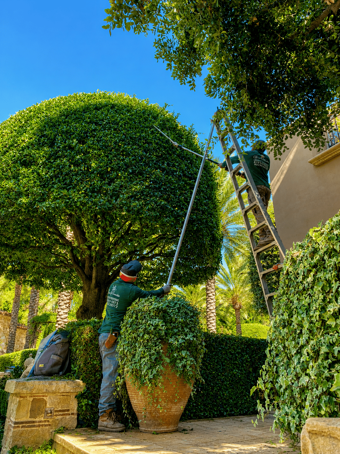 tree trimming and landscaping